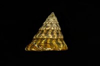 藏品(牛蹄鐘螺)的圖片